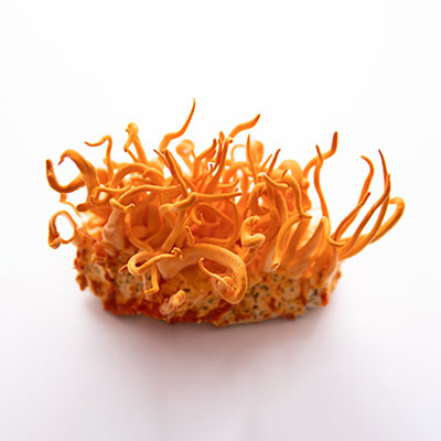 Cordyceps